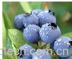 果蔬百科草莓的图片-0