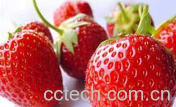 果蔬百科草莓-0
