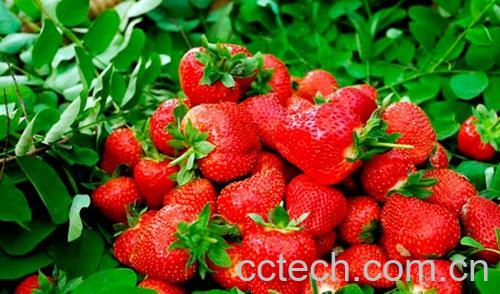果蔬百科草莓-0