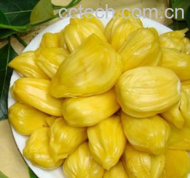 果蔬百科菠萝蜜-0