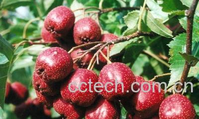 果蔬百科山楂-0