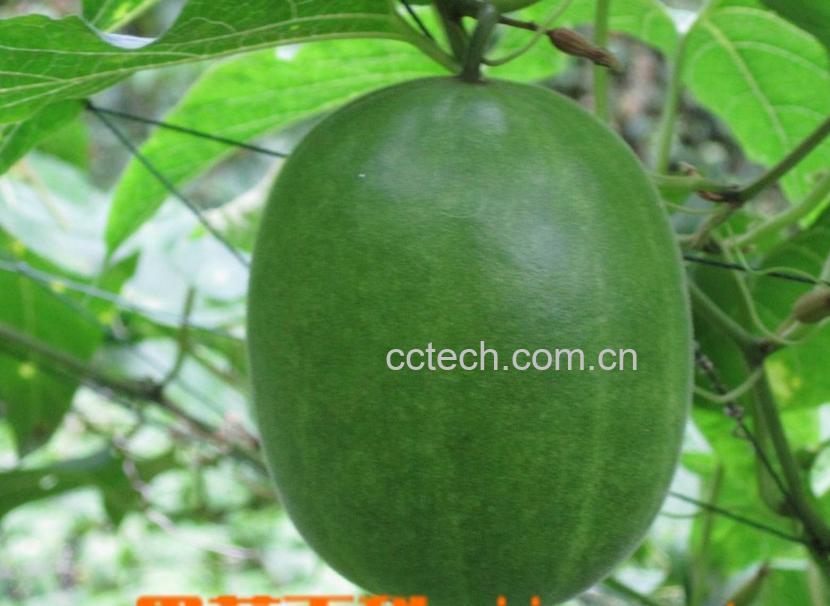 果蔬百科罗汉果-0