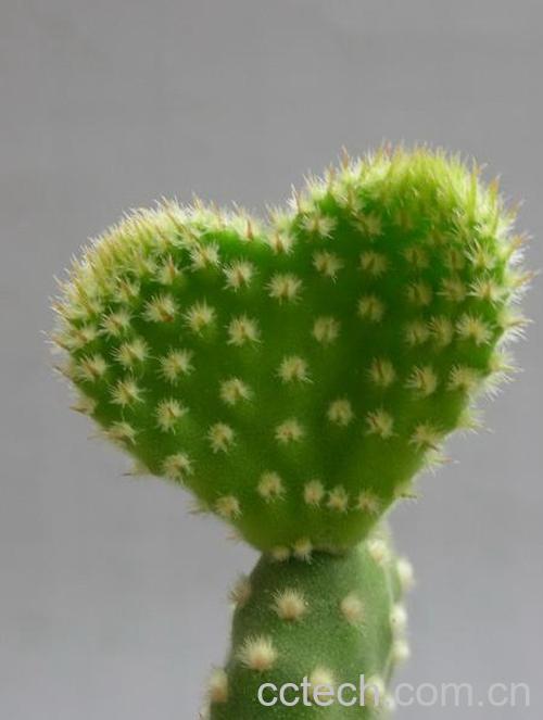 果蔬百科仙人掌-0