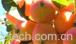 果蔬百科沙果-0