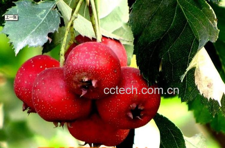 果蔬百科山楂-0