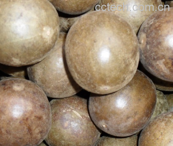 果蔬百科罗汉果-0