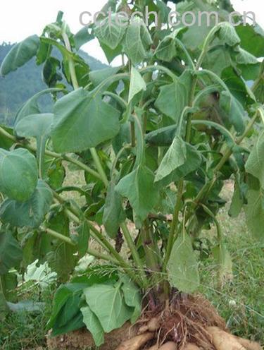 果蔬百科雪莲果-0