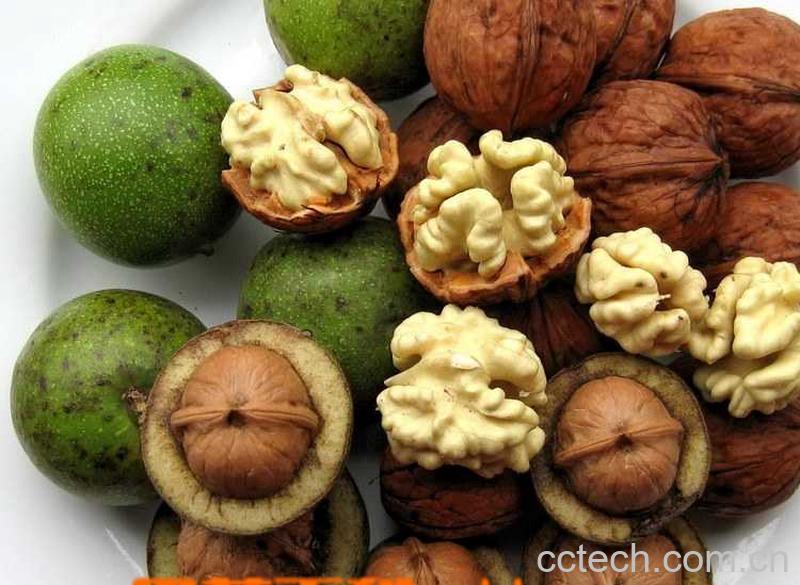 果蔬百科罗汉果-0