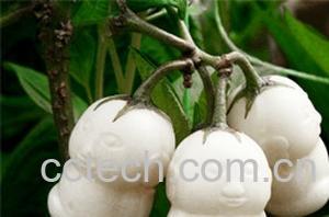 果蔬百科人参果-0