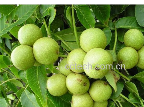 果蔬百科核桃-0