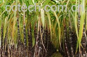 果蔬百科甘蔗-1