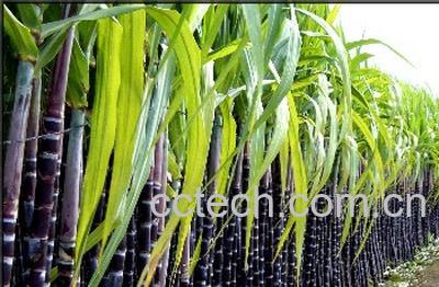 果蔬百科甘蔗-0