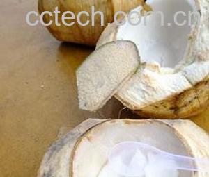 果蔬百科椰子肉-0