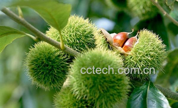 果蔬百科板栗-0