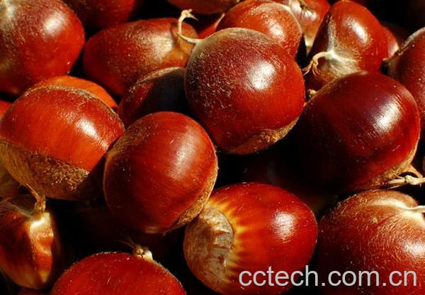 果蔬百科板栗-0