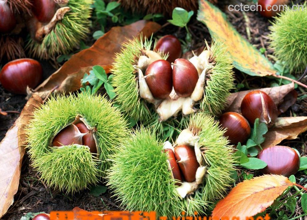 果蔬百科板栗-0
