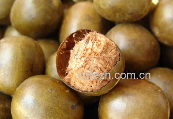 果蔬百科罗汉果茶-0