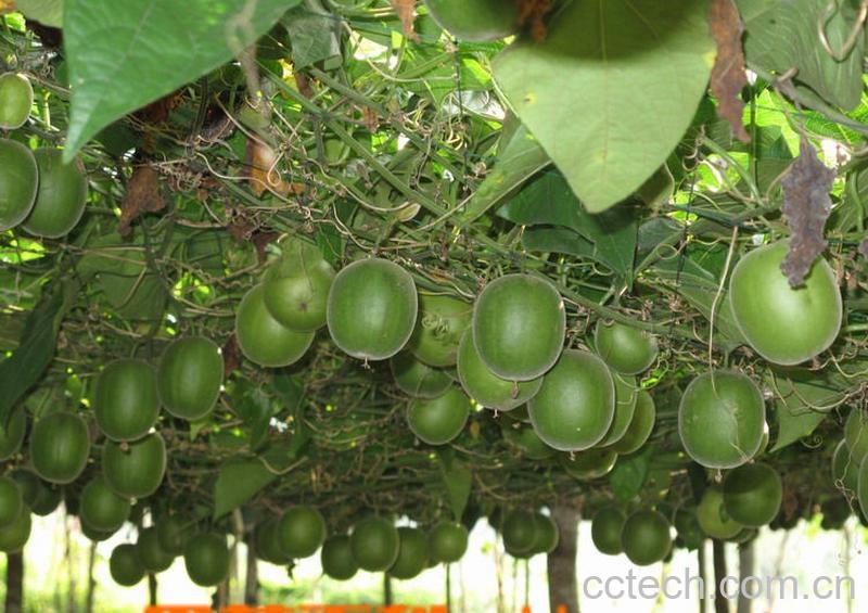 果蔬百科罗汉果-0