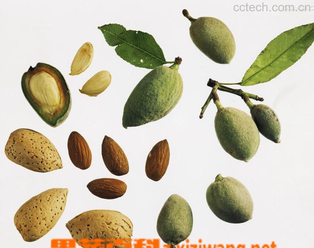 果蔬百科杏仁-0