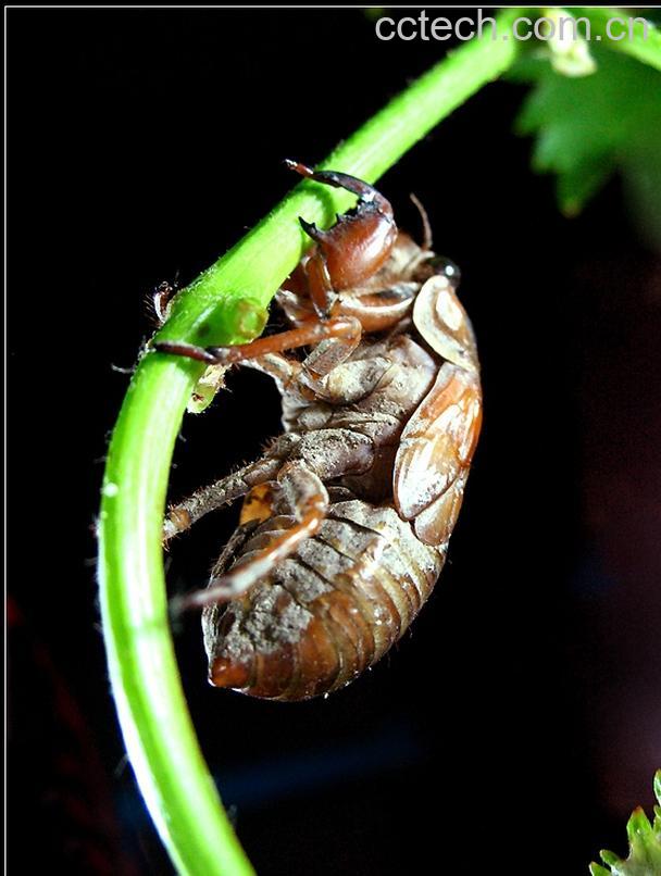 果蔬百科知了猴-0