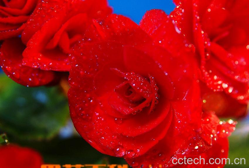 果蔬百科海棠-0