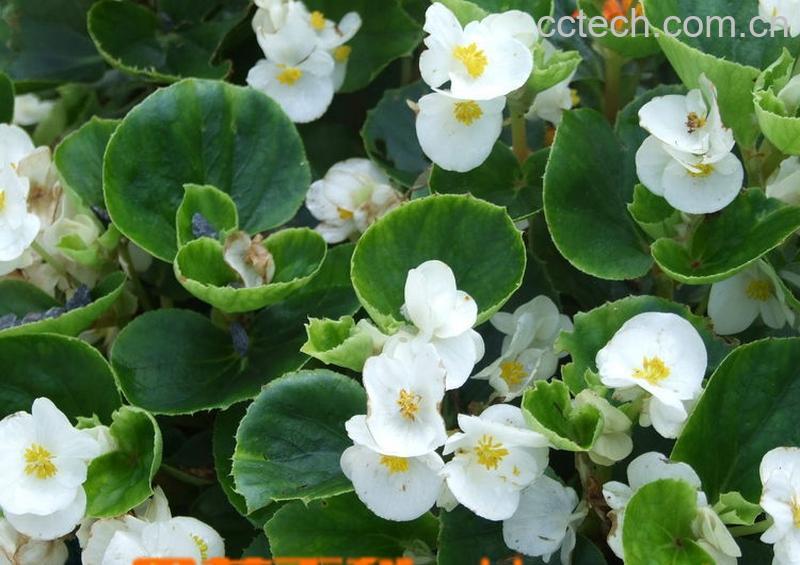 果蔬百科海棠-0