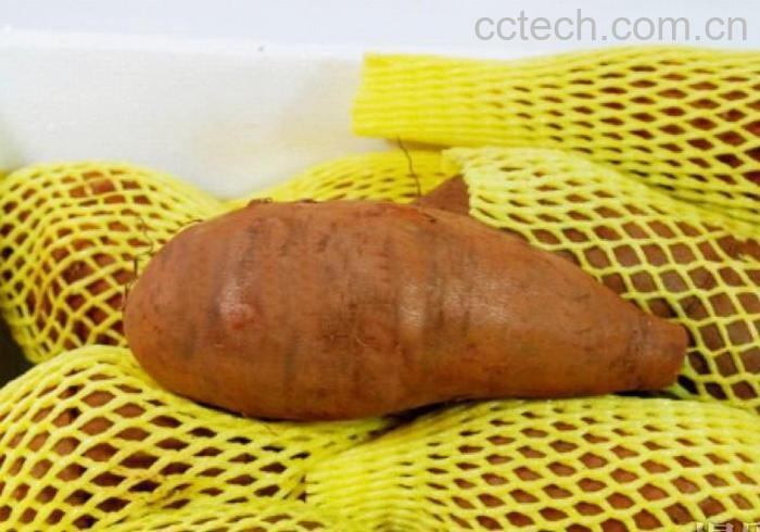 果蔬百科雪莲果-0