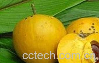 果蔬百科鸡蛋果-0