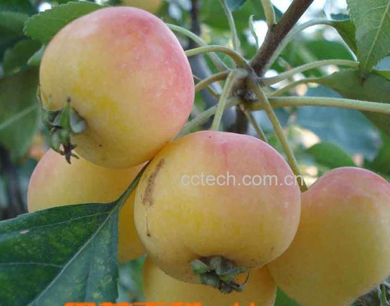 果蔬百科海棠果-0