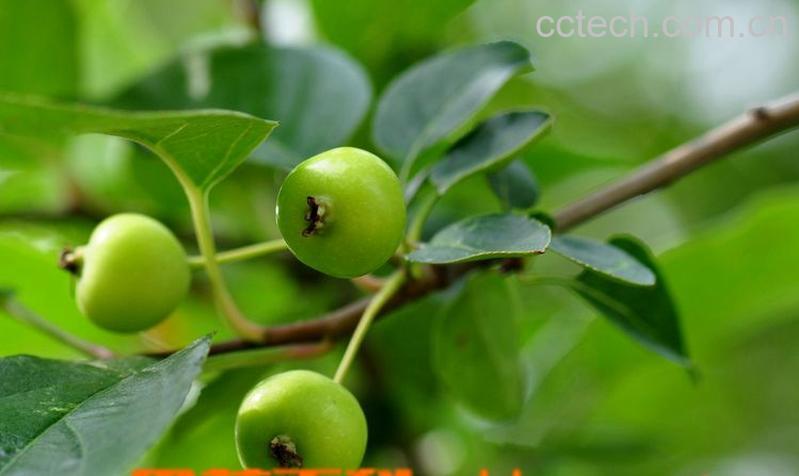 果蔬百科海棠果-0