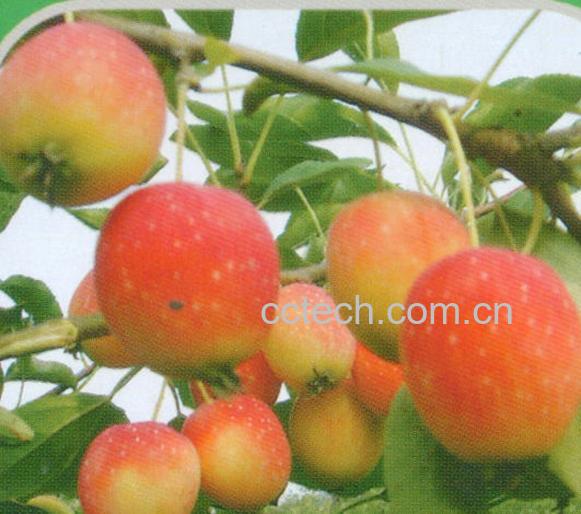 果蔬百科海棠果-0