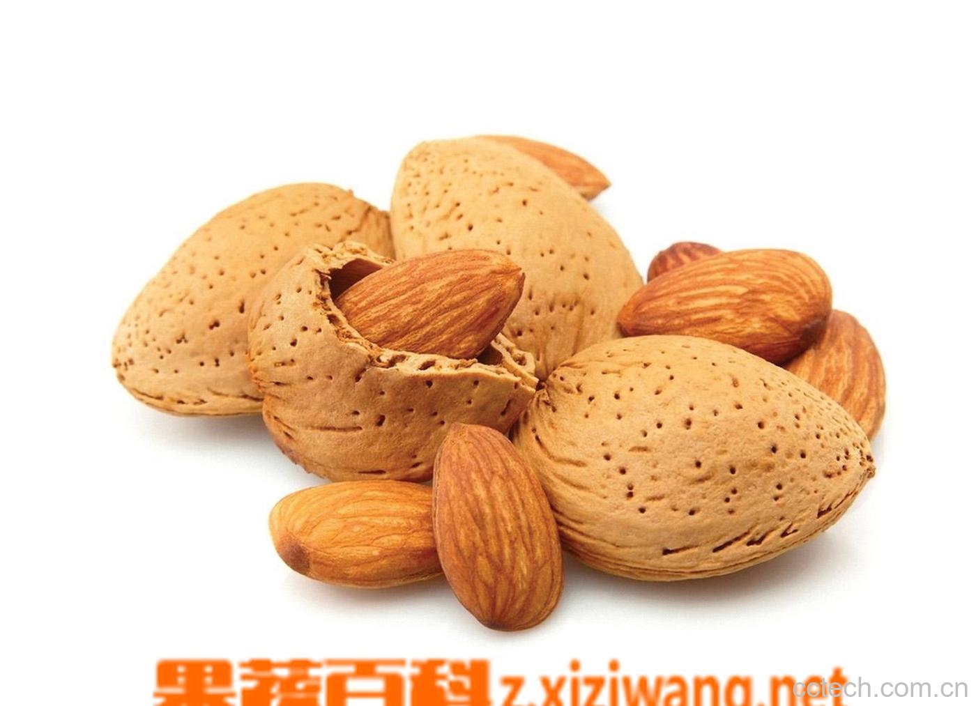果蔬百科杏仁-0
