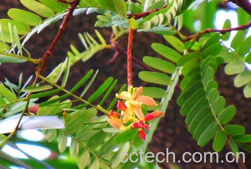 果蔬百科罗望子-0