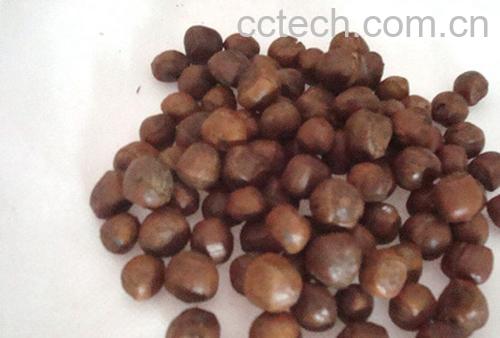 果蔬百科榛子-0