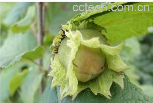 果蔬百科榛子-0