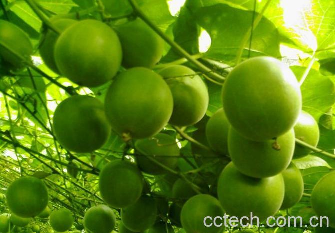 果蔬百科罗汉果-0