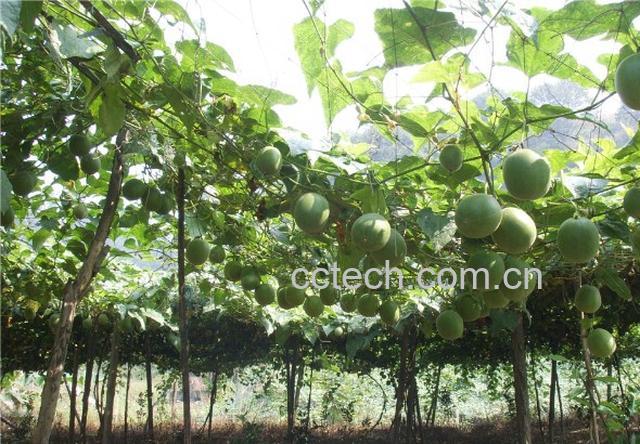 果蔬百科罗汉果-0