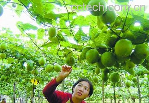 果蔬百科罗汉果-0