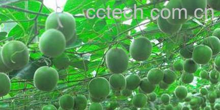 果蔬百科罗汉果-0