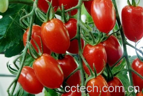 果蔬百科圣女果-0