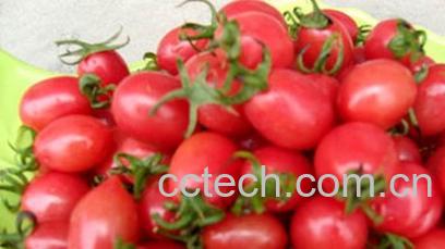 果蔬百科圣女果-0