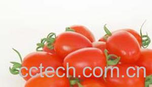 果蔬百科圣女果-0