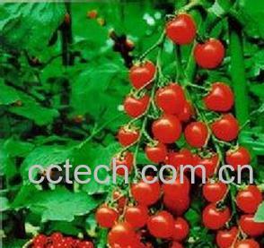 果蔬百科圣女果-0