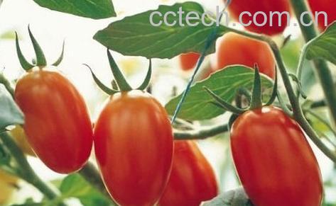 果蔬百科圣女果-0