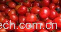 果蔬百科樱桃番茄-2