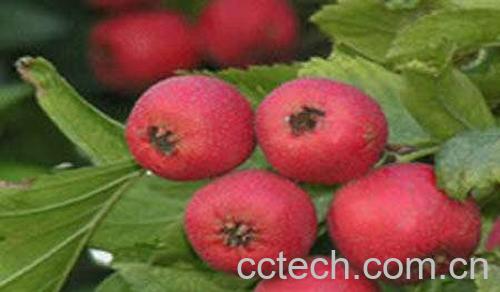 果蔬百科山楂-0