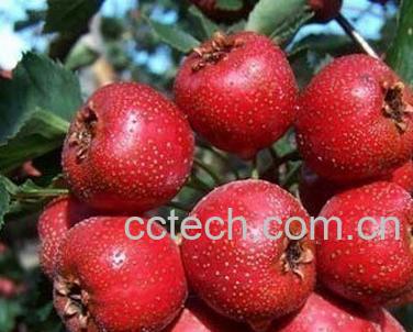 果蔬百科山楂-0