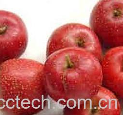 果蔬百科山楂-0