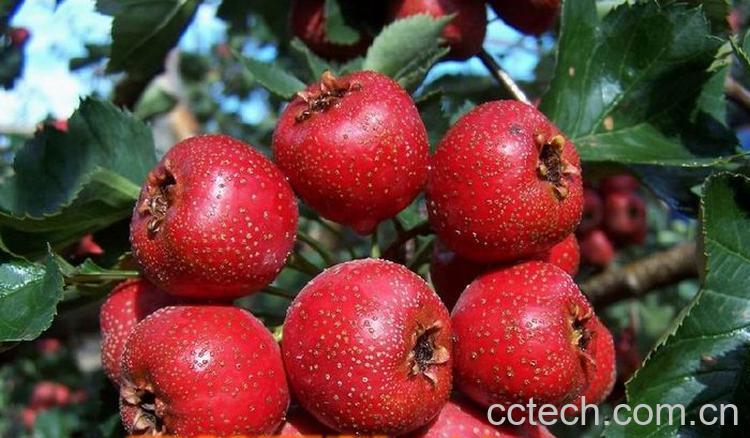 果蔬百科山楂-0