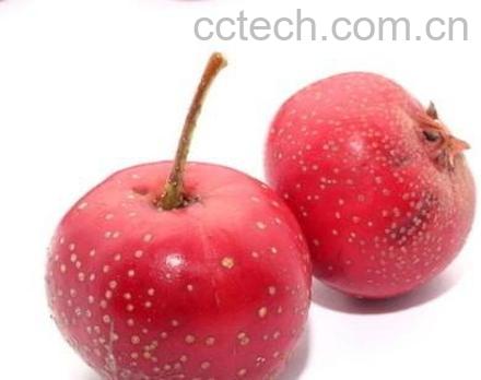 果蔬百科山楂-0